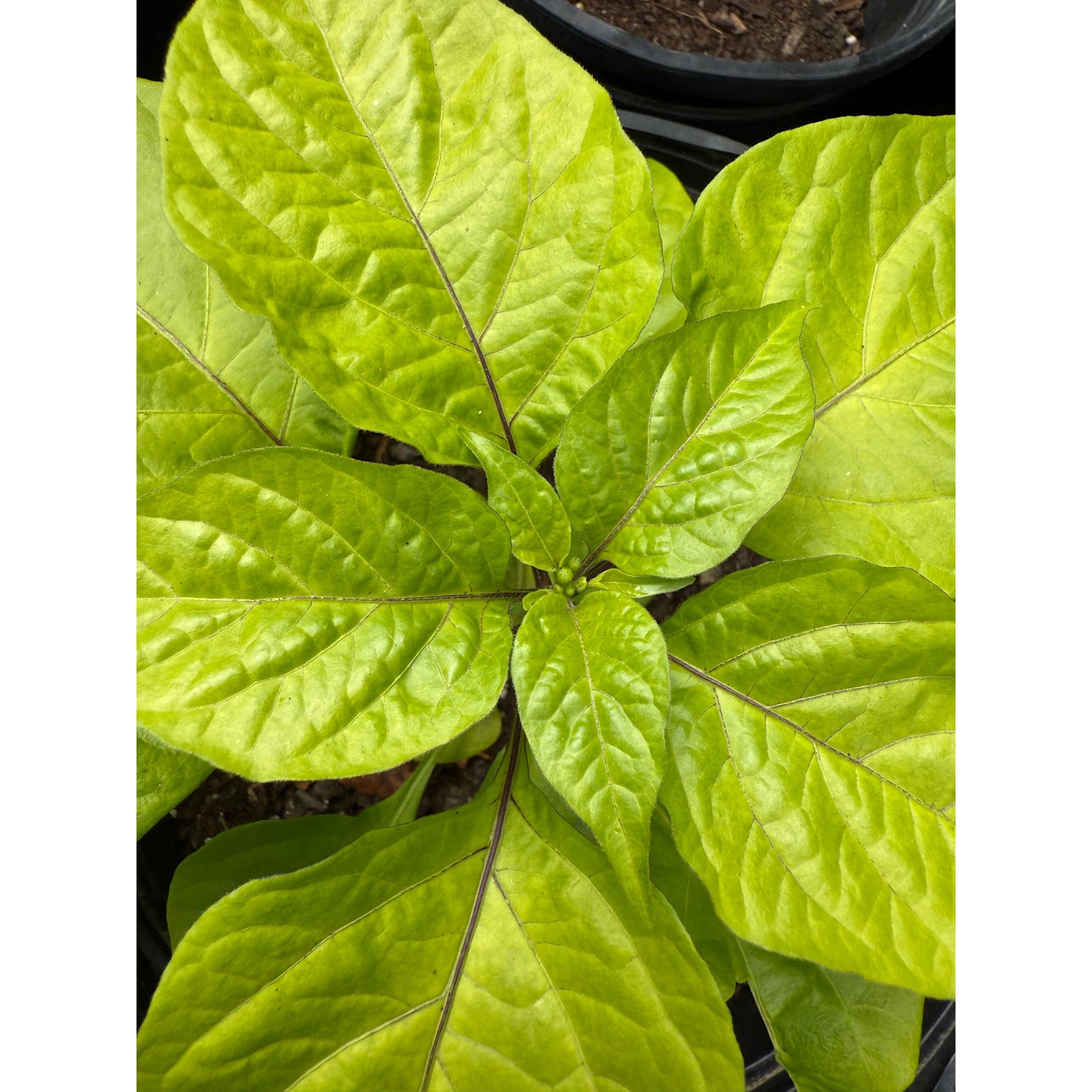 Big Mama Red - Hot Pepper Seeds