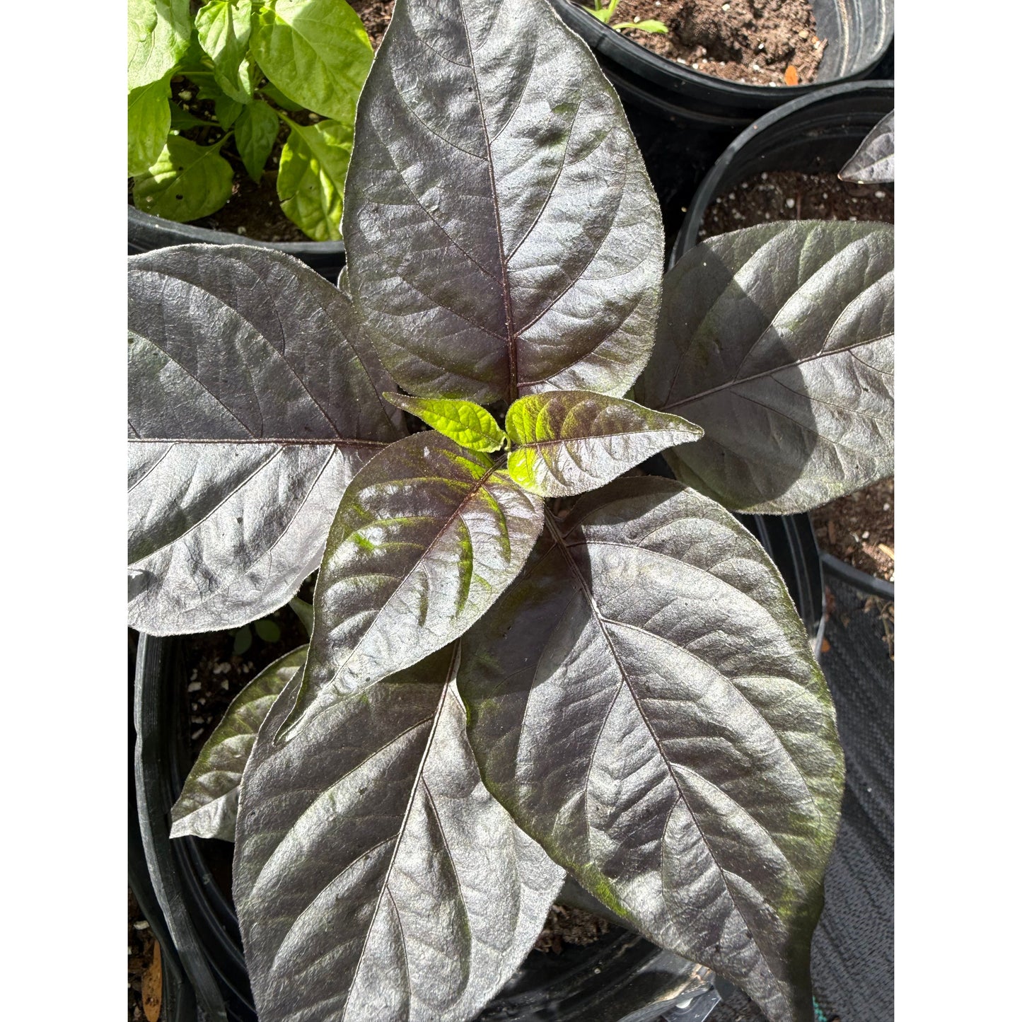 Black Betty Hot Pepper Seeds