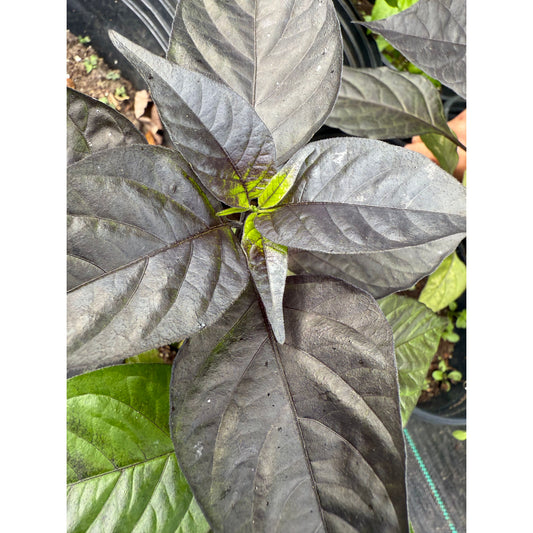 Black Karen Hot Pepper Seeds