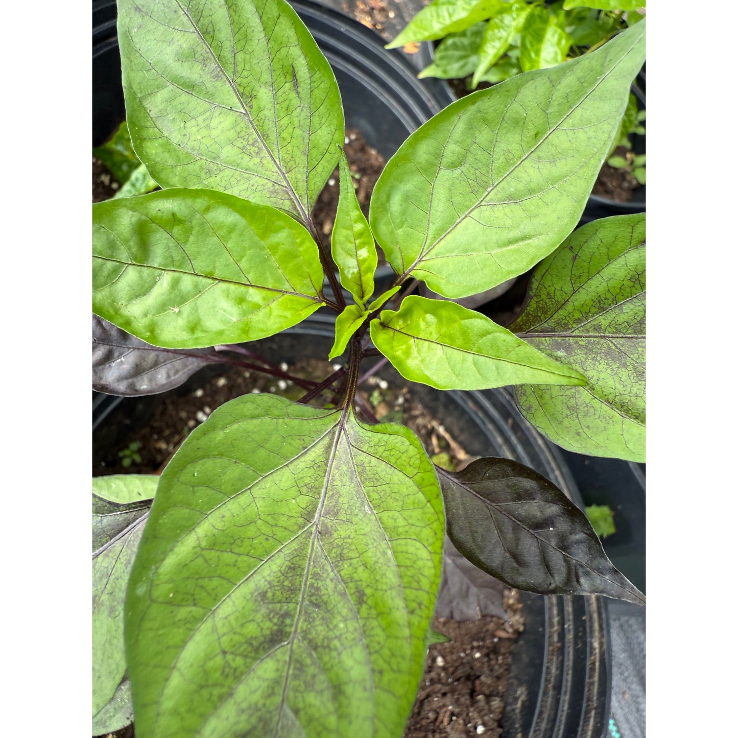 Black Scorpion Tongue Hot Pepper Seeds