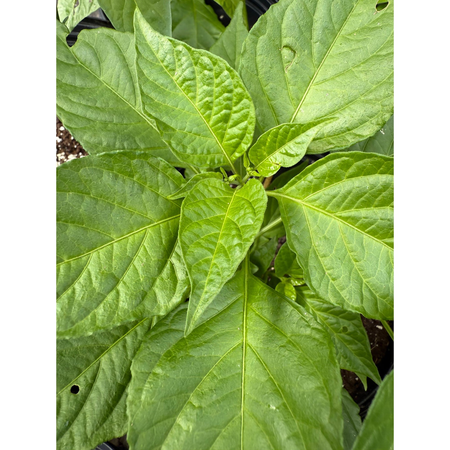 Bleeding Heart - Mustard Peach Hot Pepper Seeds