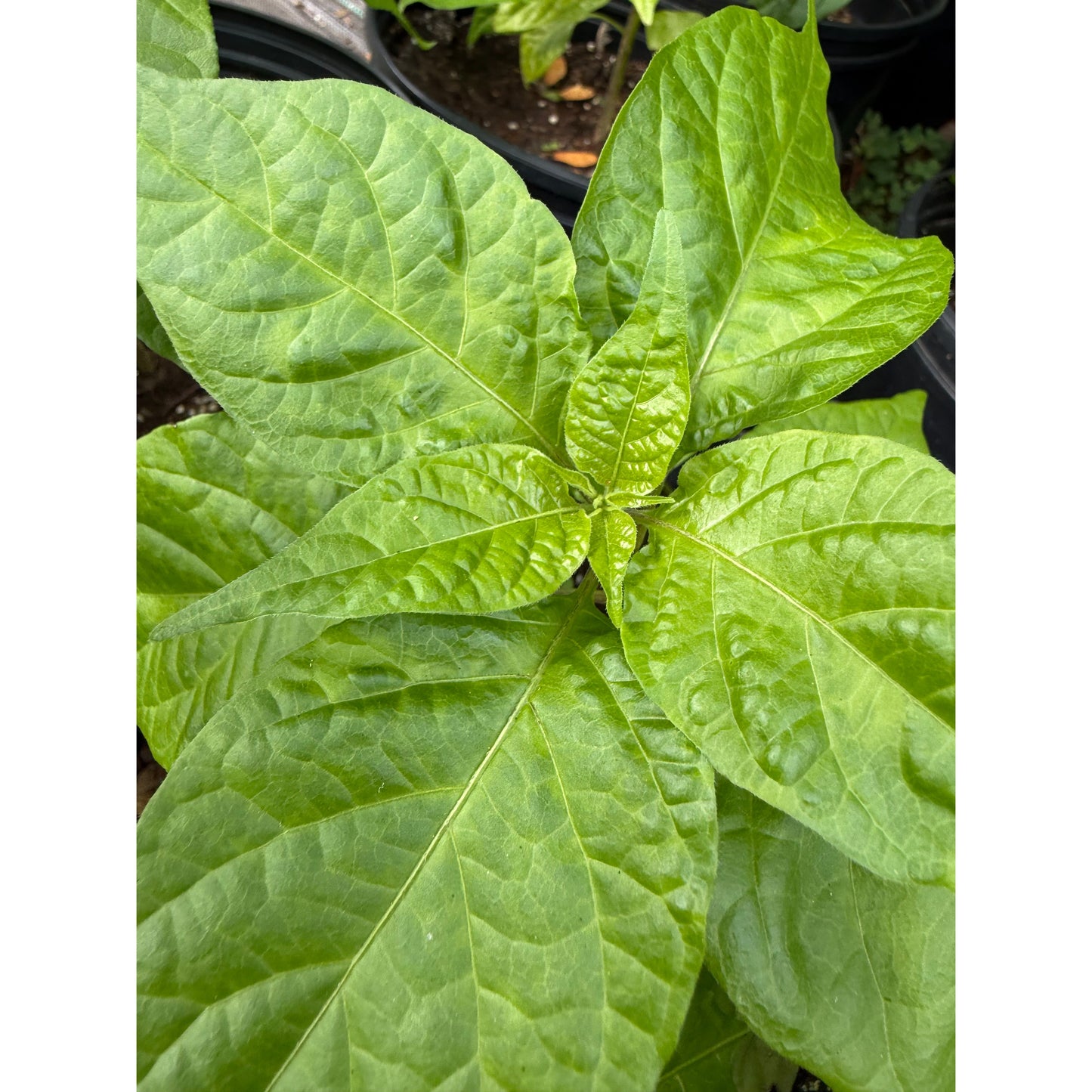 Bleeding Heart - Red Hot Pepper Seeds