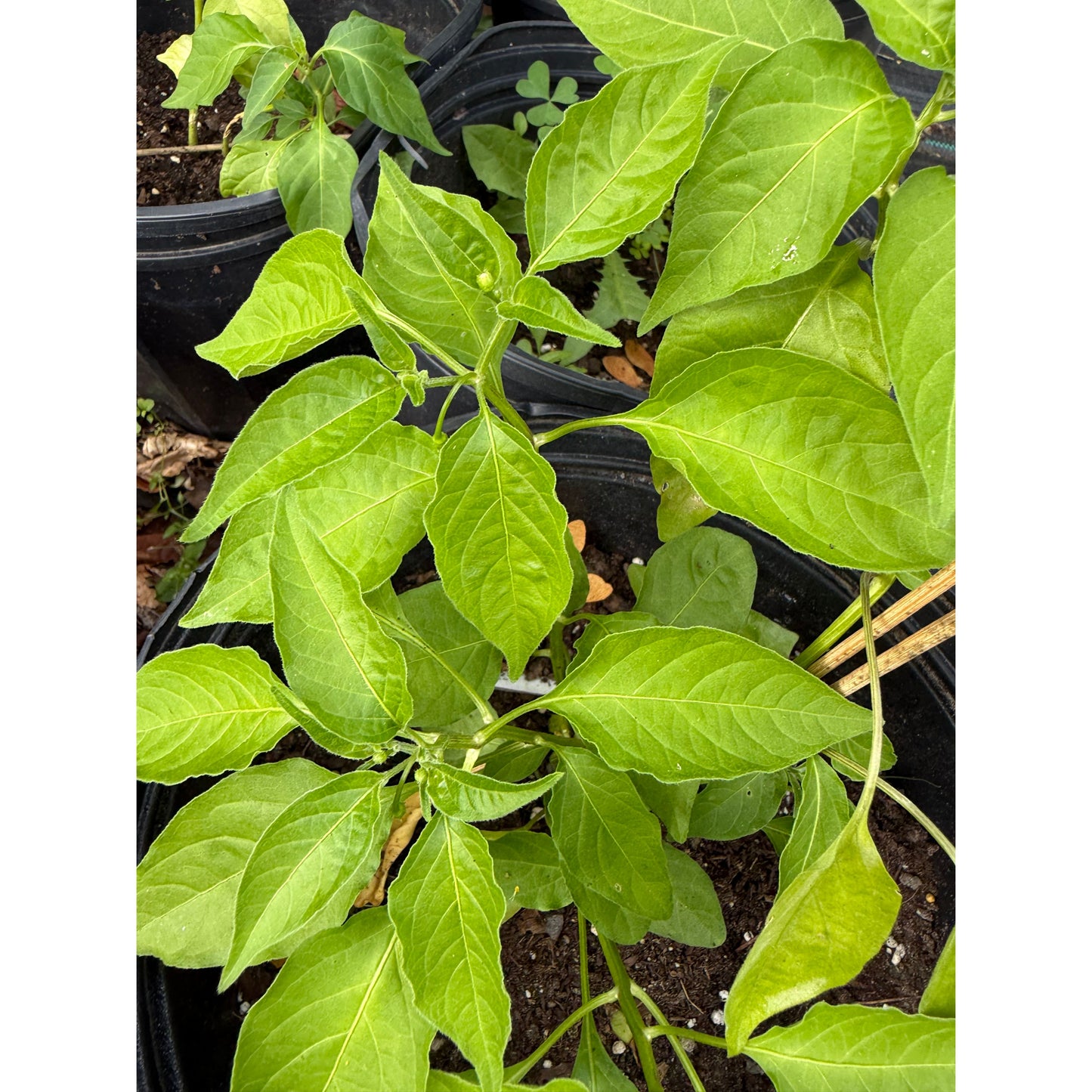 Crème bolivienne - Graines de piment fort
