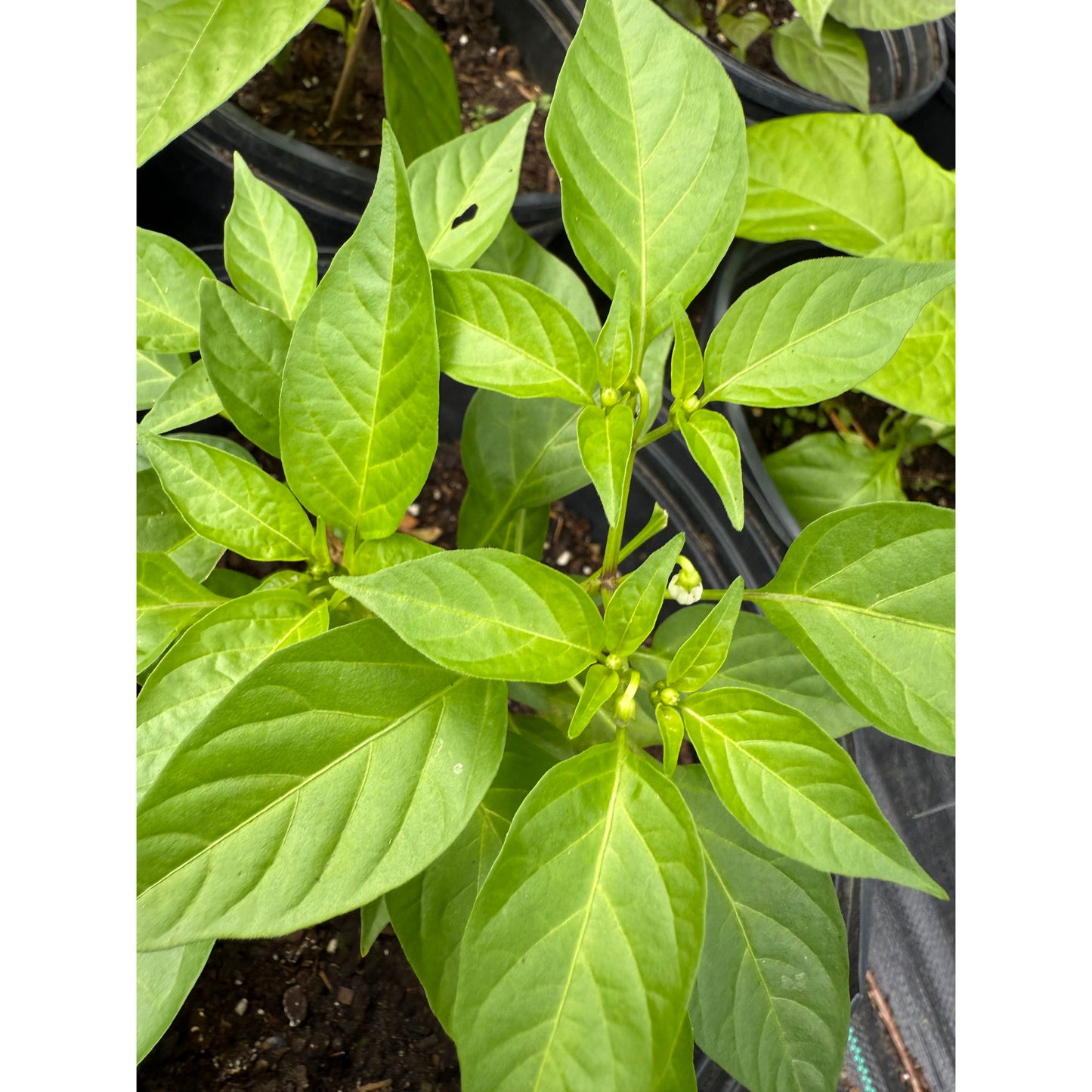 Bolivian Rainbow - Hot Pepper Seeds