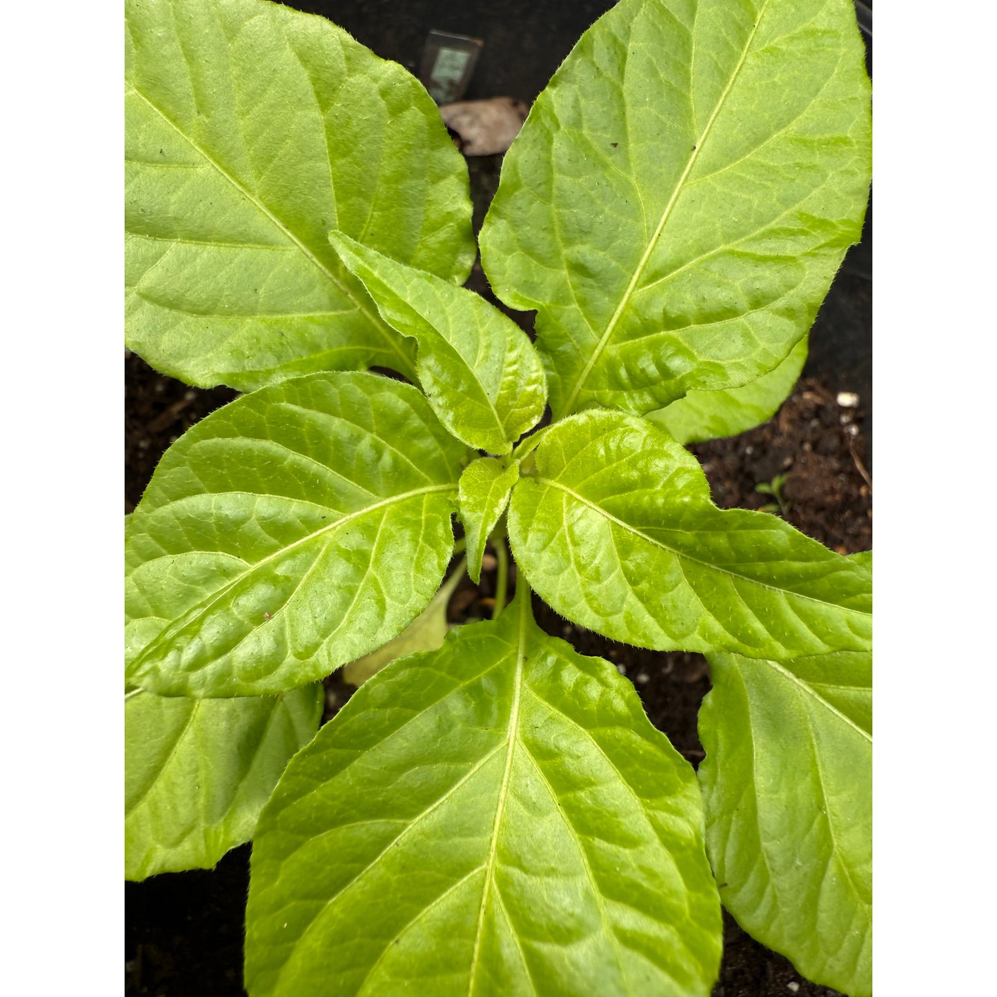 Borg9 - Yellow Hot Pepper Seeds