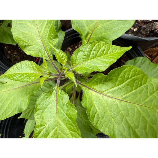 Brown Egg Hot Pepper Seeds