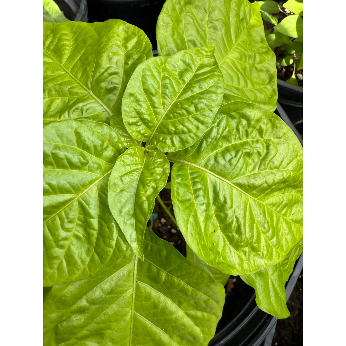 Buddha's Hand Scotch Bonnet Hot Pepper Seeds