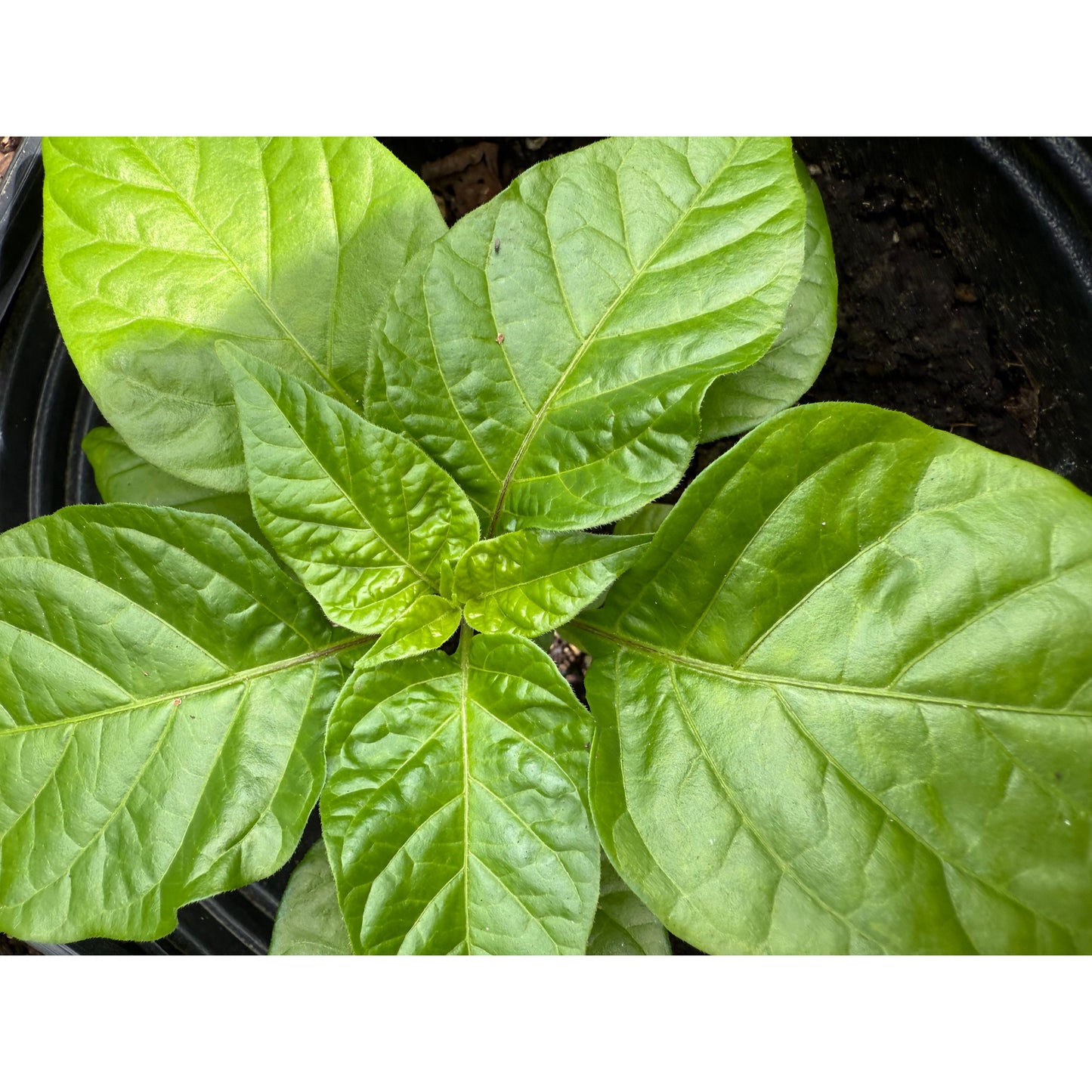 Burkina Yellow Scotch Bonnet - Hot Pepper Seeds