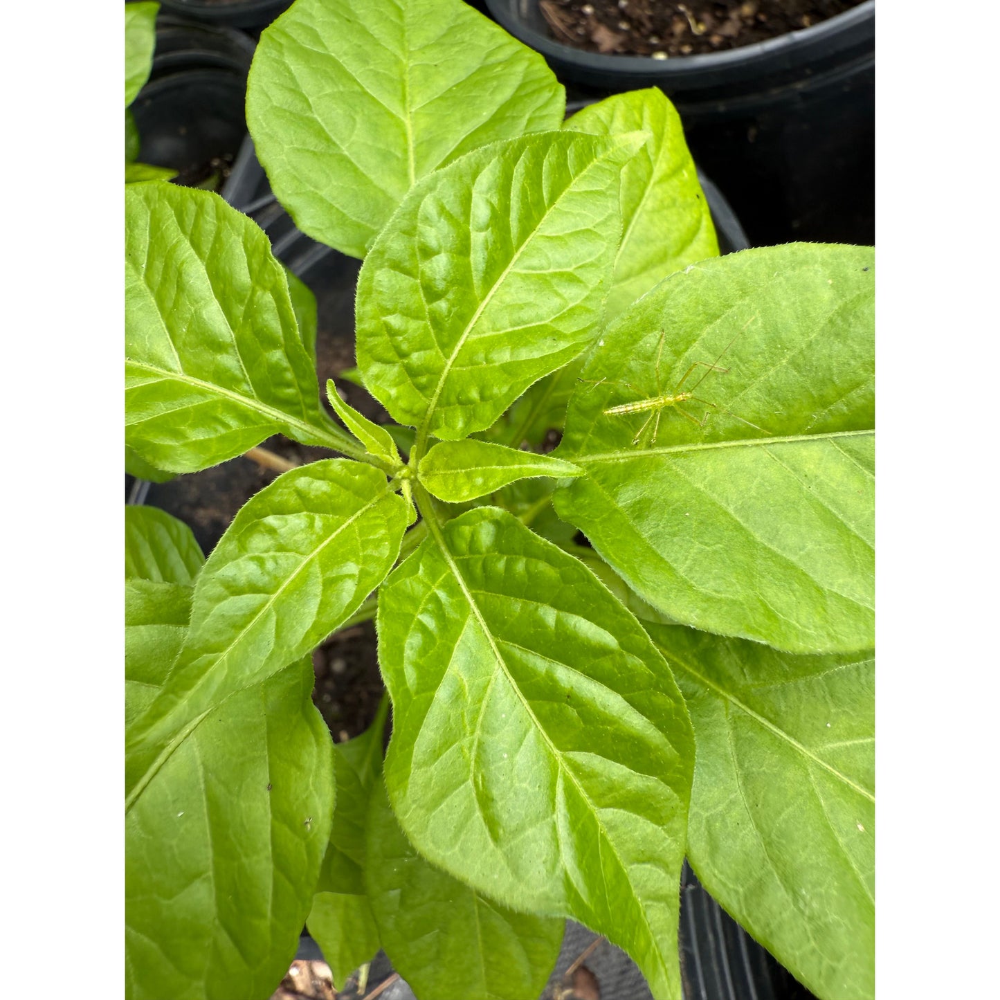 Burning Bush - Hot Pepper Seeds