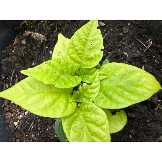 C22 - Peach   Hot Pepper Seeds