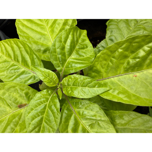 C22 - White Hot Pepper Seeds