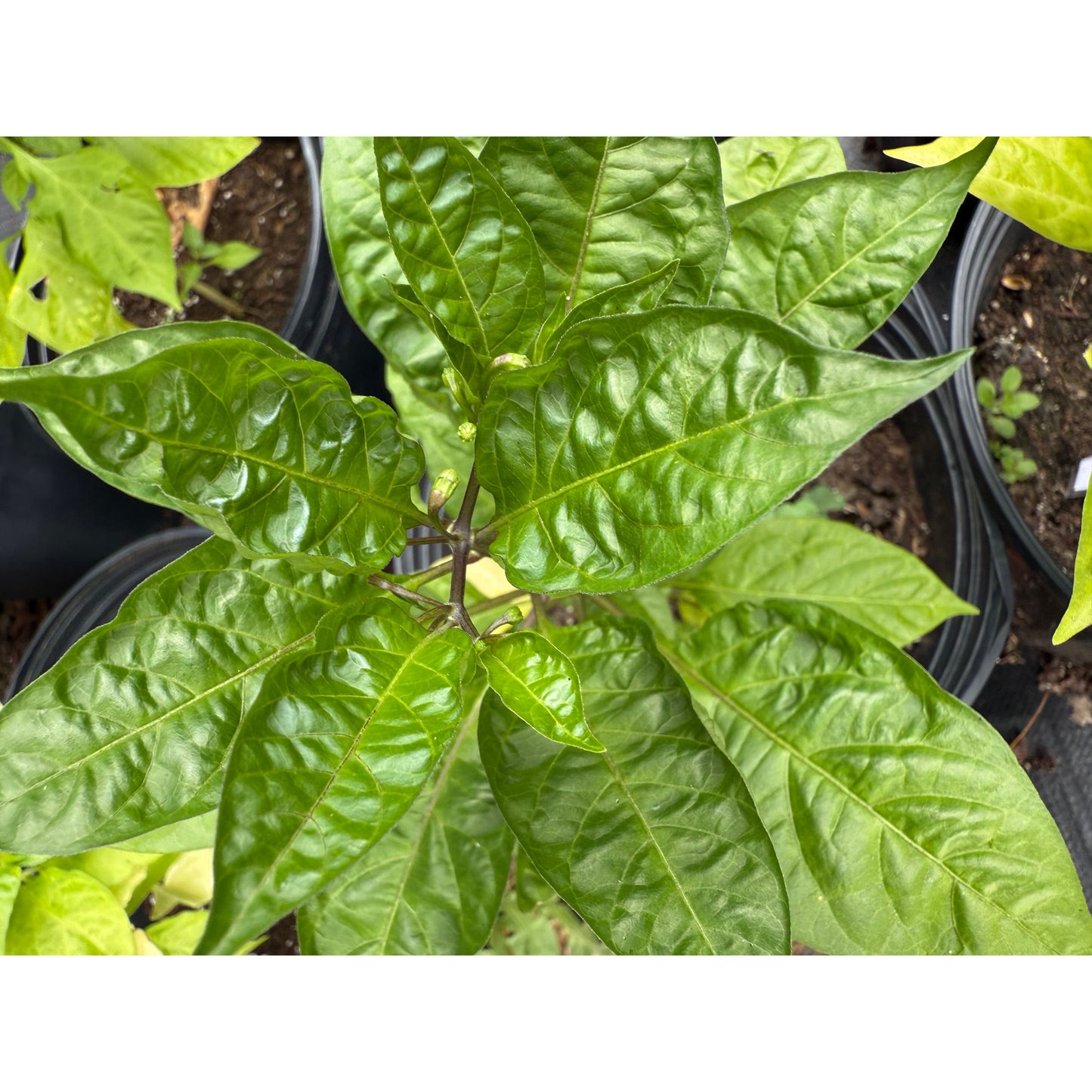 Carioca Brazilian Wild Hot Pepper Seeds