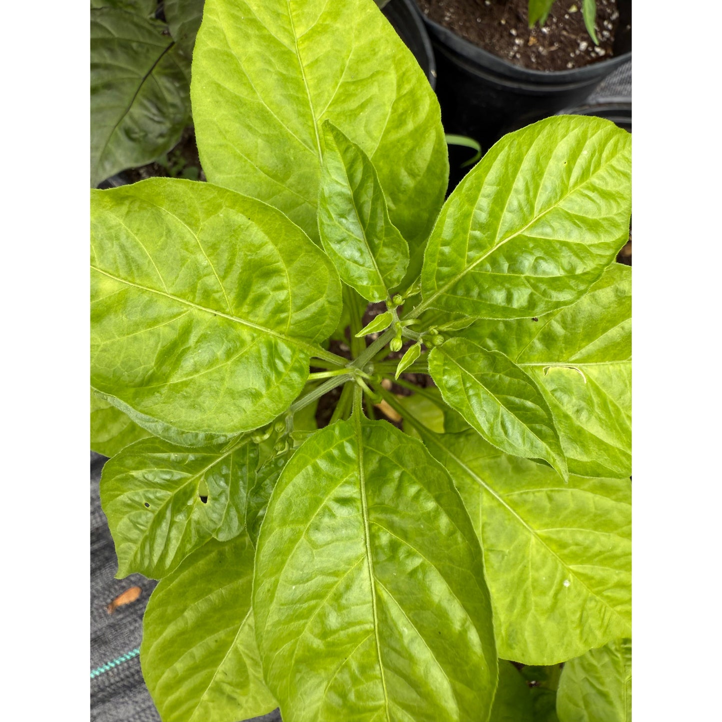 Carolina Reaper - Lemon Hot Pepper Seeds