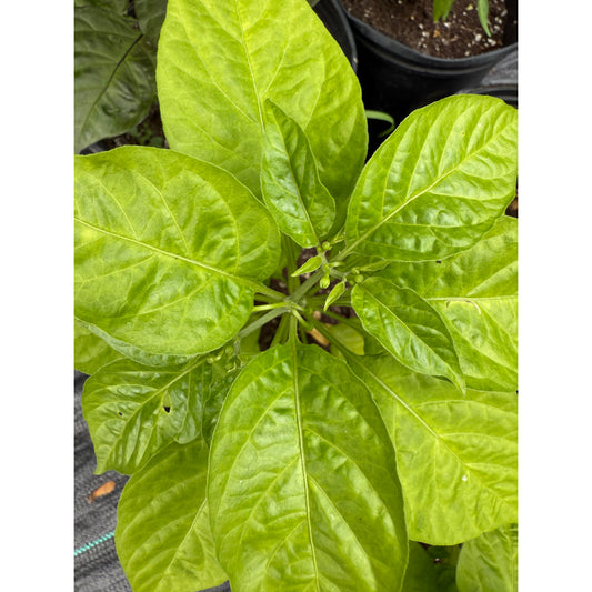 Carolina Reaper - Lemon Hot Pepper Seeds