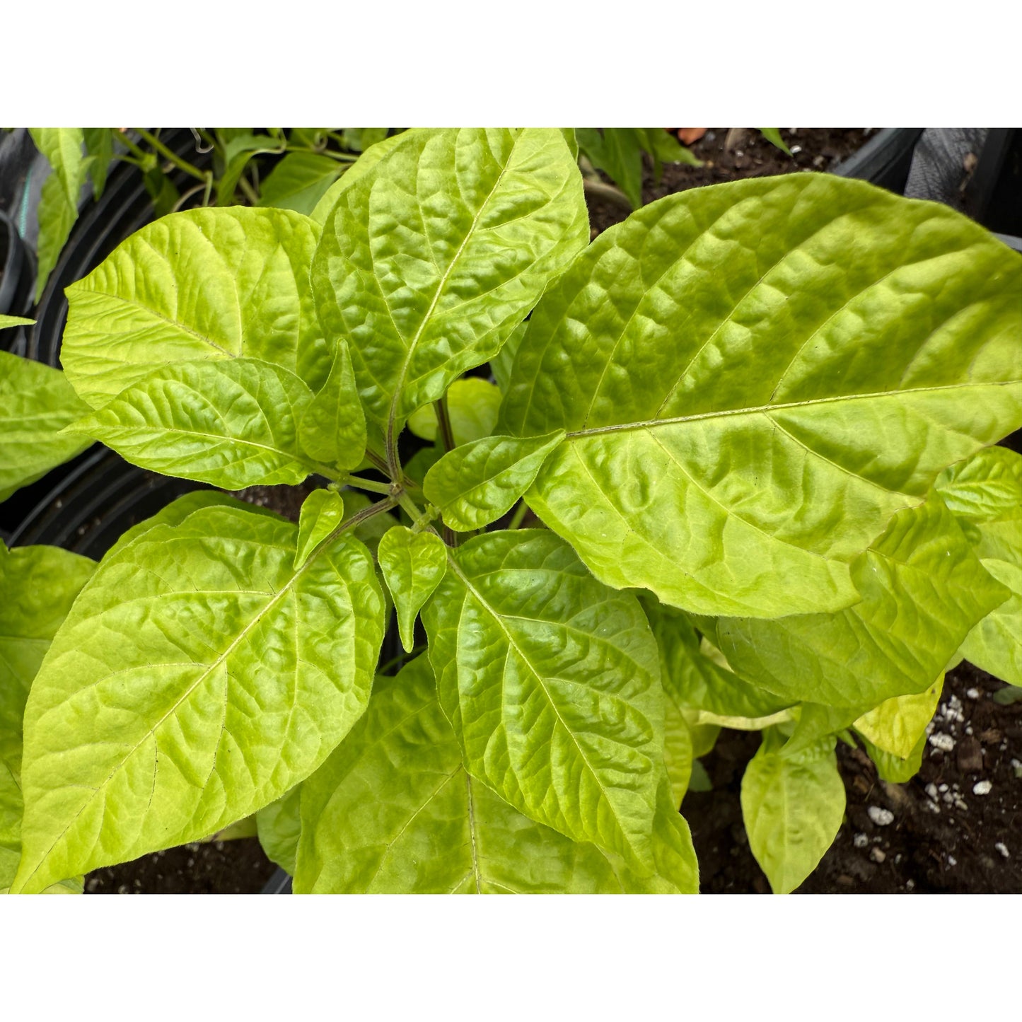 Carolina Reaper - Maroon - Hot Pepper Seeds