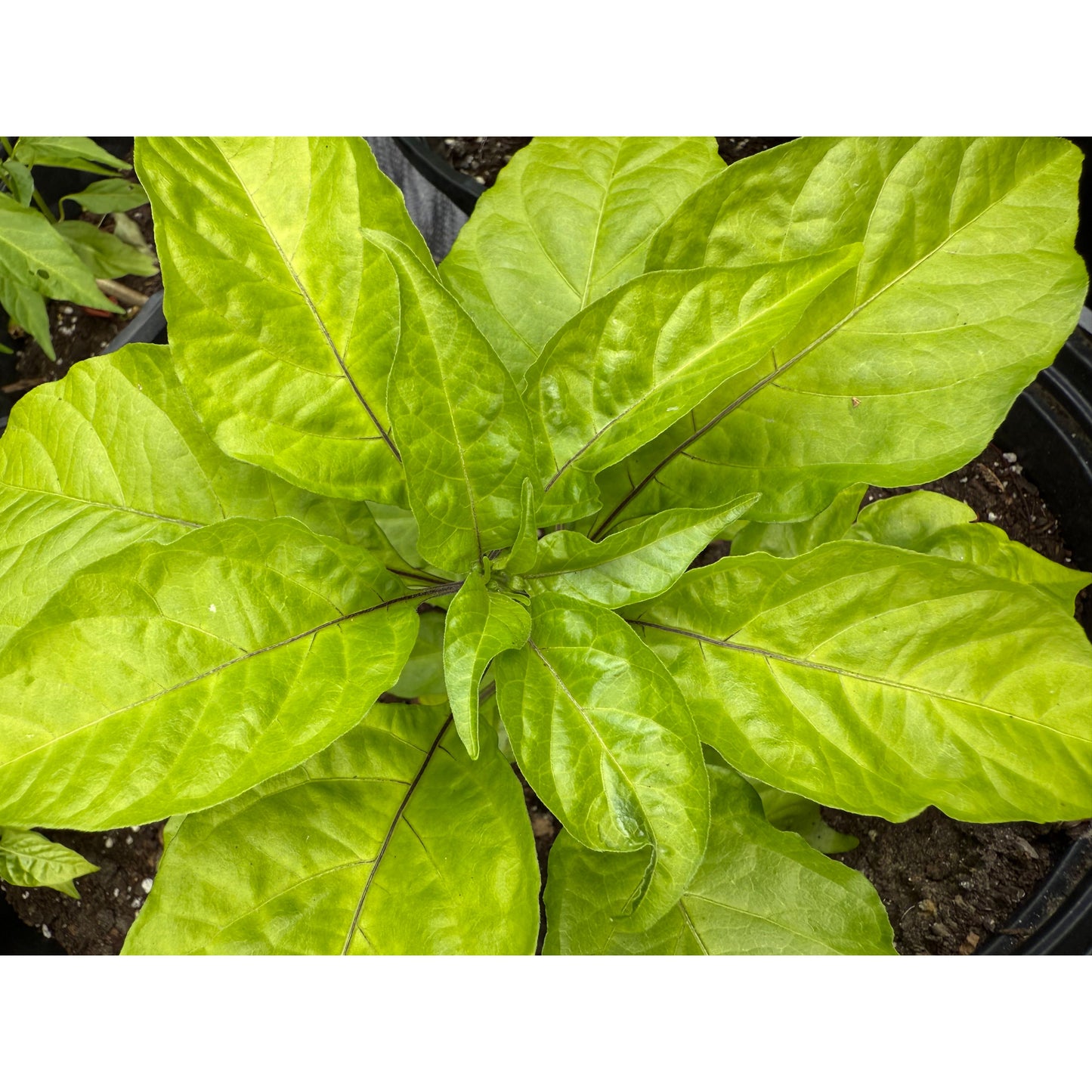 Carolina Reaper - Mini Orange Reaper Hot Pepper Seeds