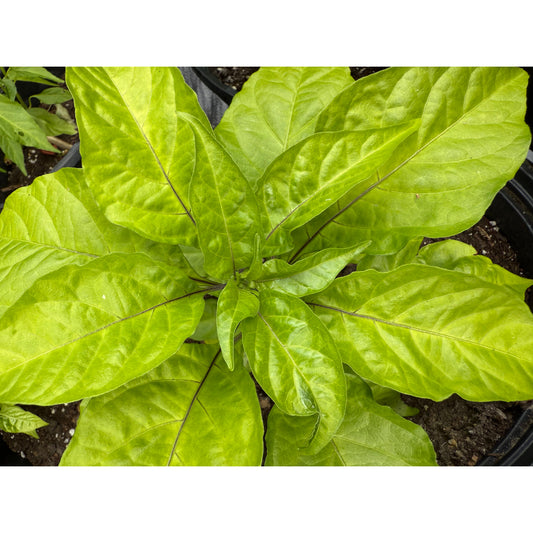 Carolina Reaper - Mini Orange Reaper Hot Pepper Seeds