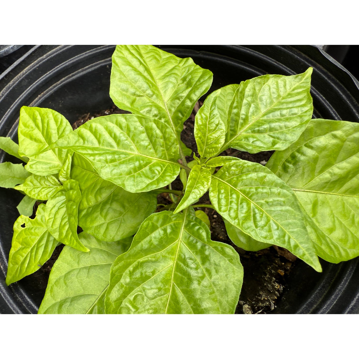 Carolina Reaper - Mini Yellow Reaper - Hot Pepper Seeds