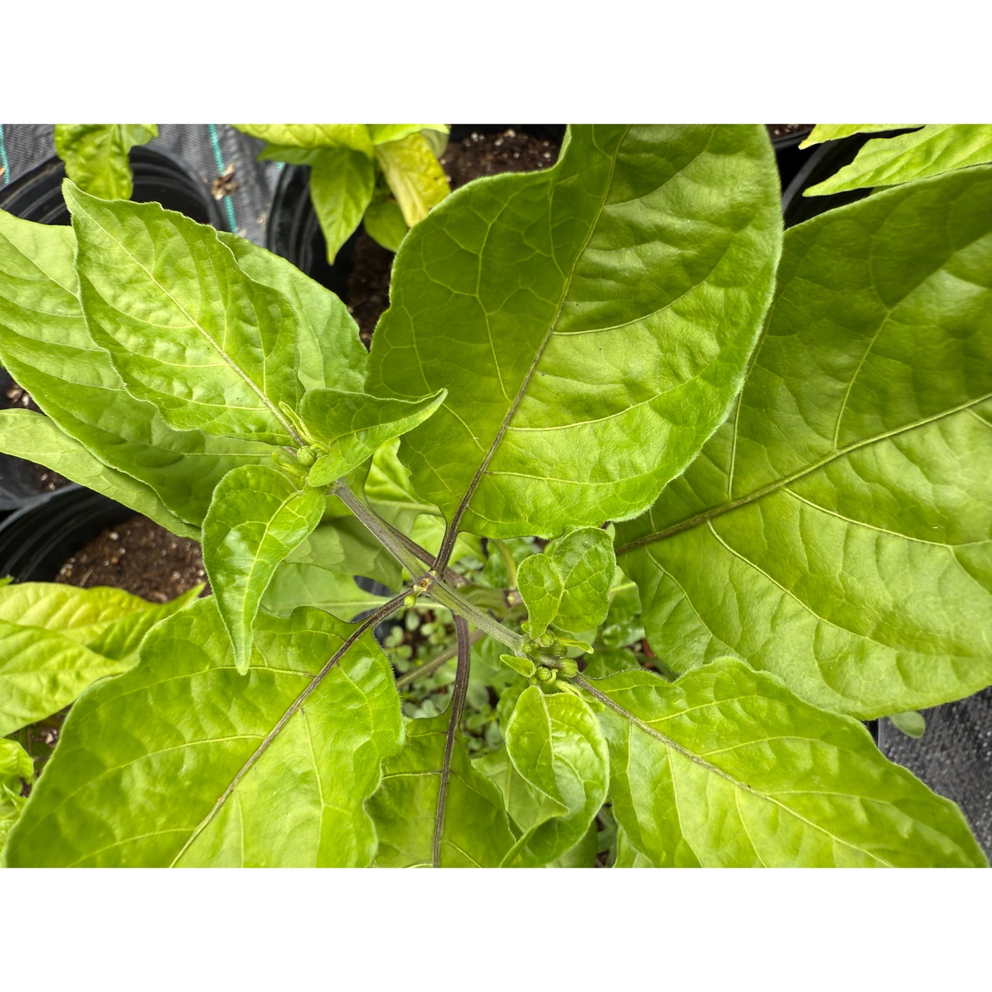 Carolina Reaper - Peach - Hot Pepper Seeds