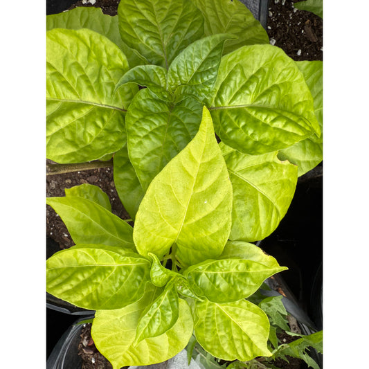 Carolina Reaper - Rimmerhus Fun Strain Red Hot Pepper Seeds