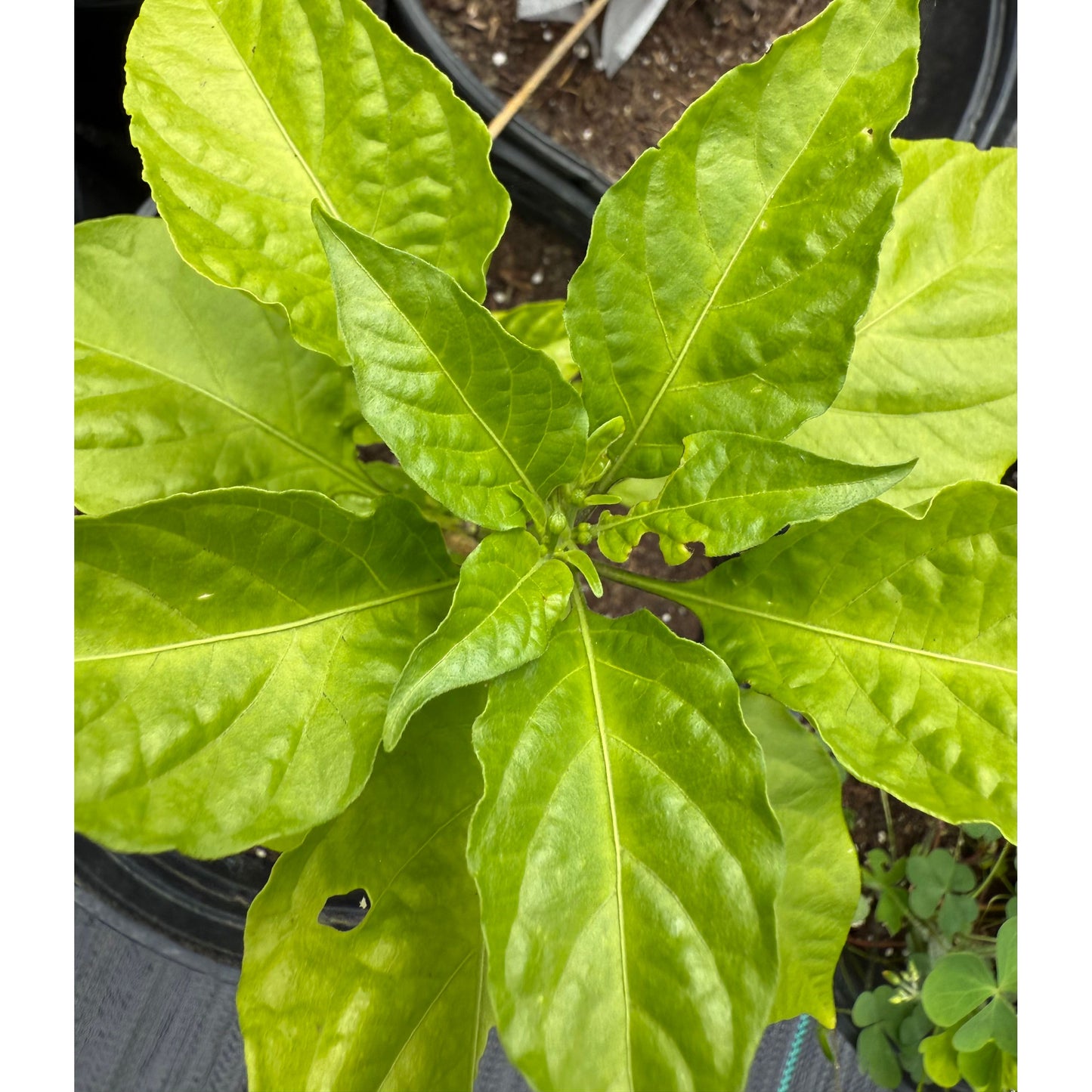 Carolina Reaper - Sbagliato Hot Pepper Seeds