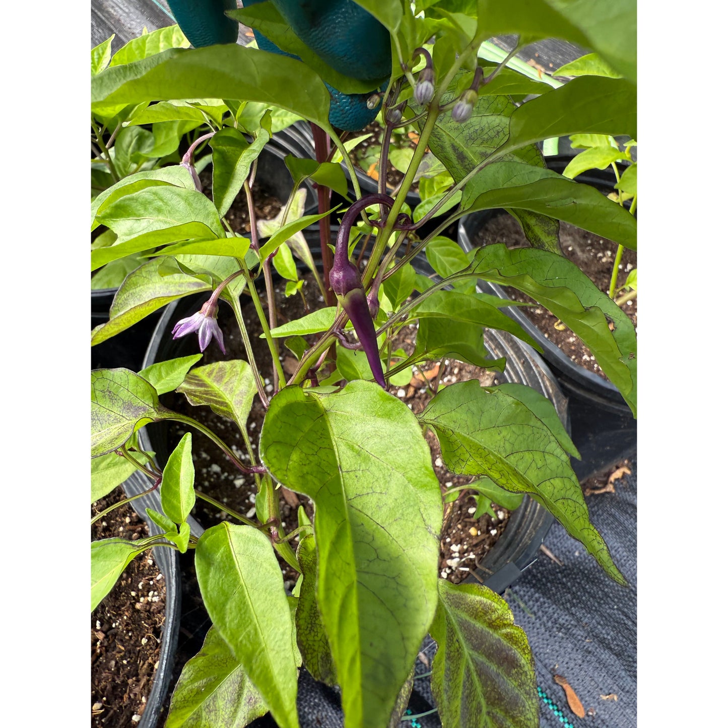 Cayenne - Purple - Hot Pepper Seeds