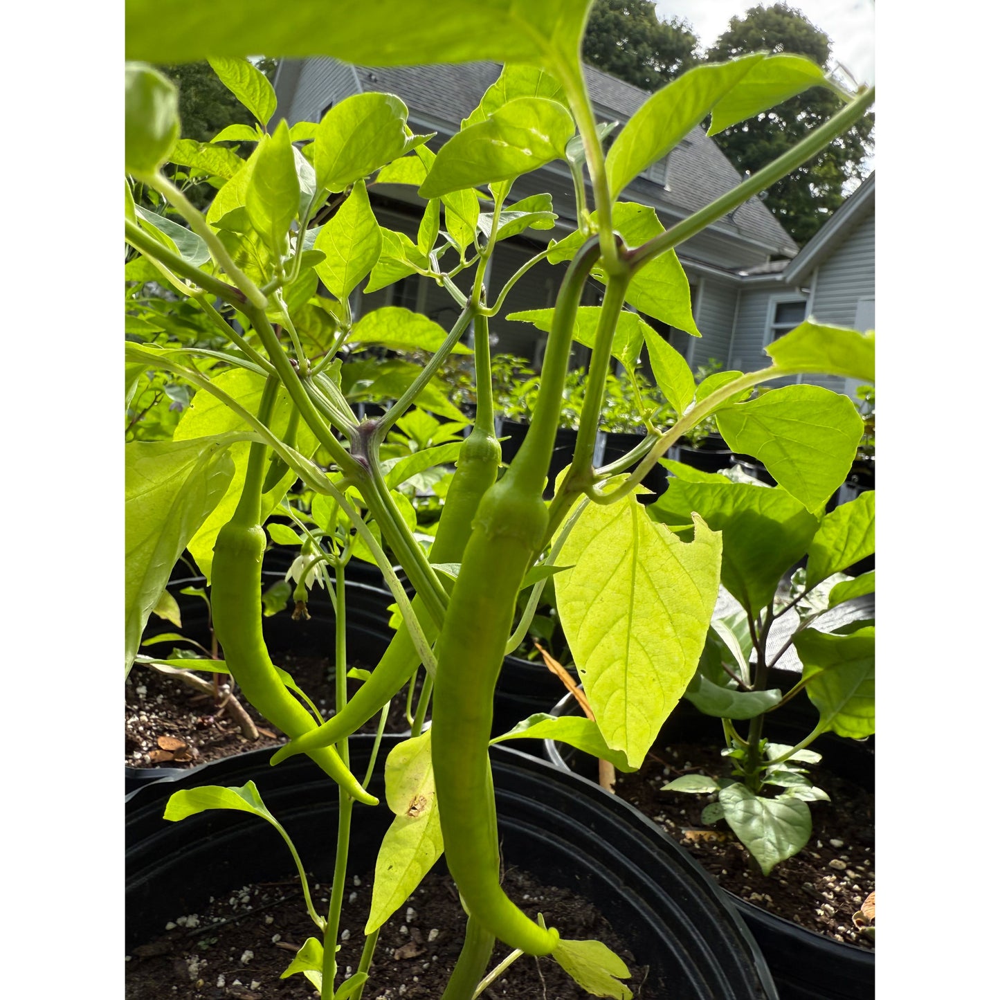 Cayenne - Ristra Hot Pepper Seeds