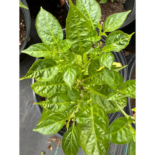 Charapon Amarillo - Hot Pepper Seeds