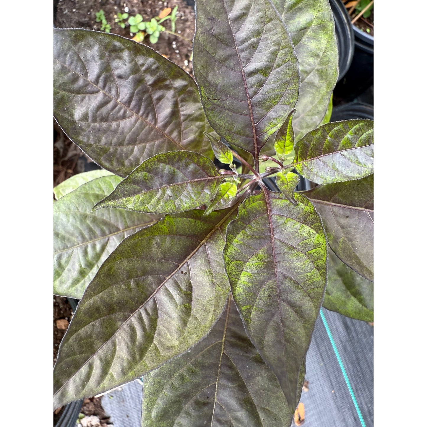 Cheiro Roxa - Hot Pepper Seeds