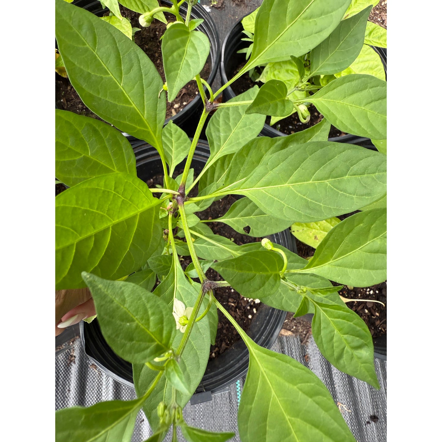 Chicken Heart - Red  Hot Pepper Seeds
