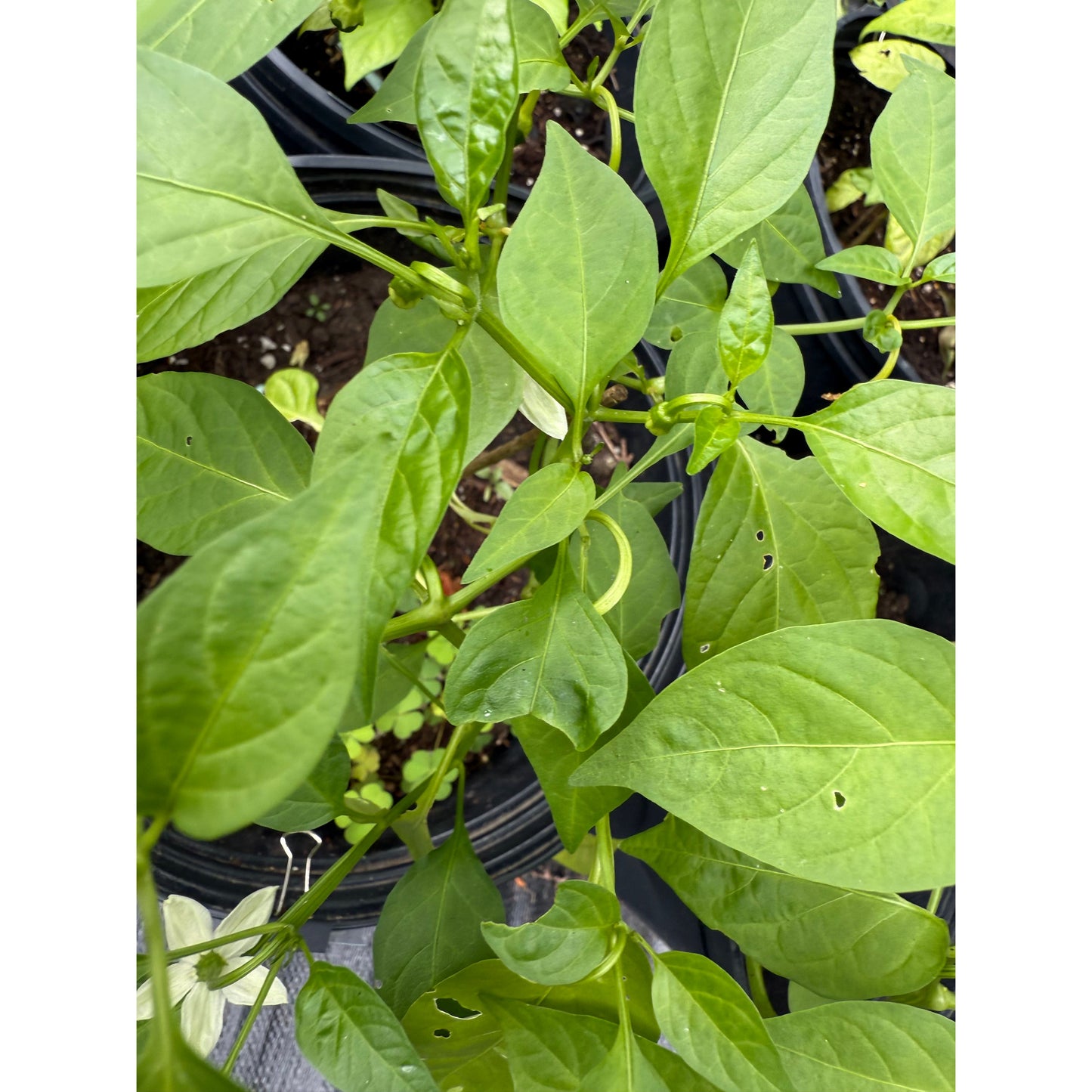 Chilcostle Rojo - Hot Pepper Seeds
