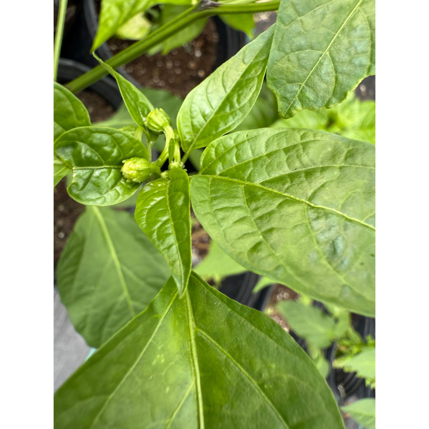 Chile de Onza Hot Pepper Seeds