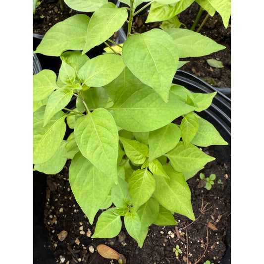 Chiltepin Amarillo Hot Pepper Seeds
