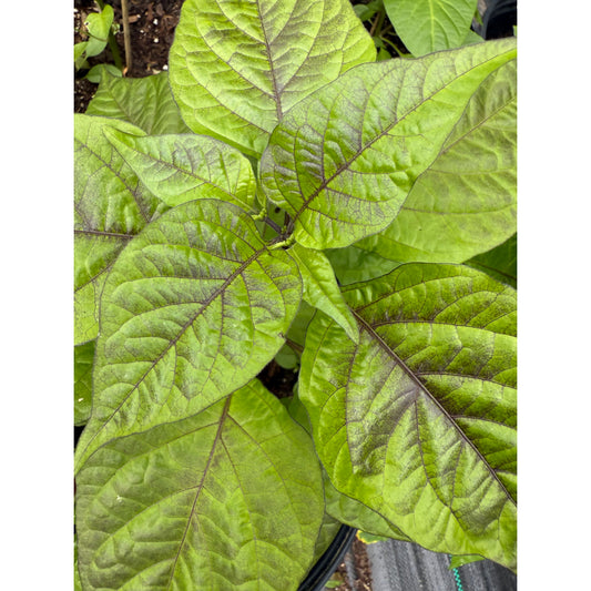 Chocolate Bhutlah X Reaper Hot Pepper Seeds