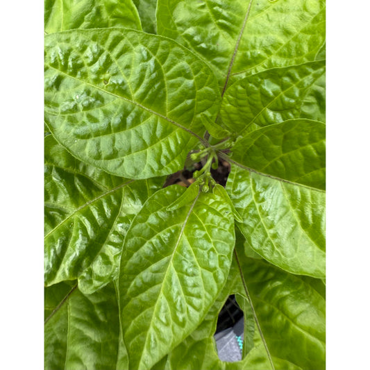 Chocolate Primo Hot Pepper Seeds