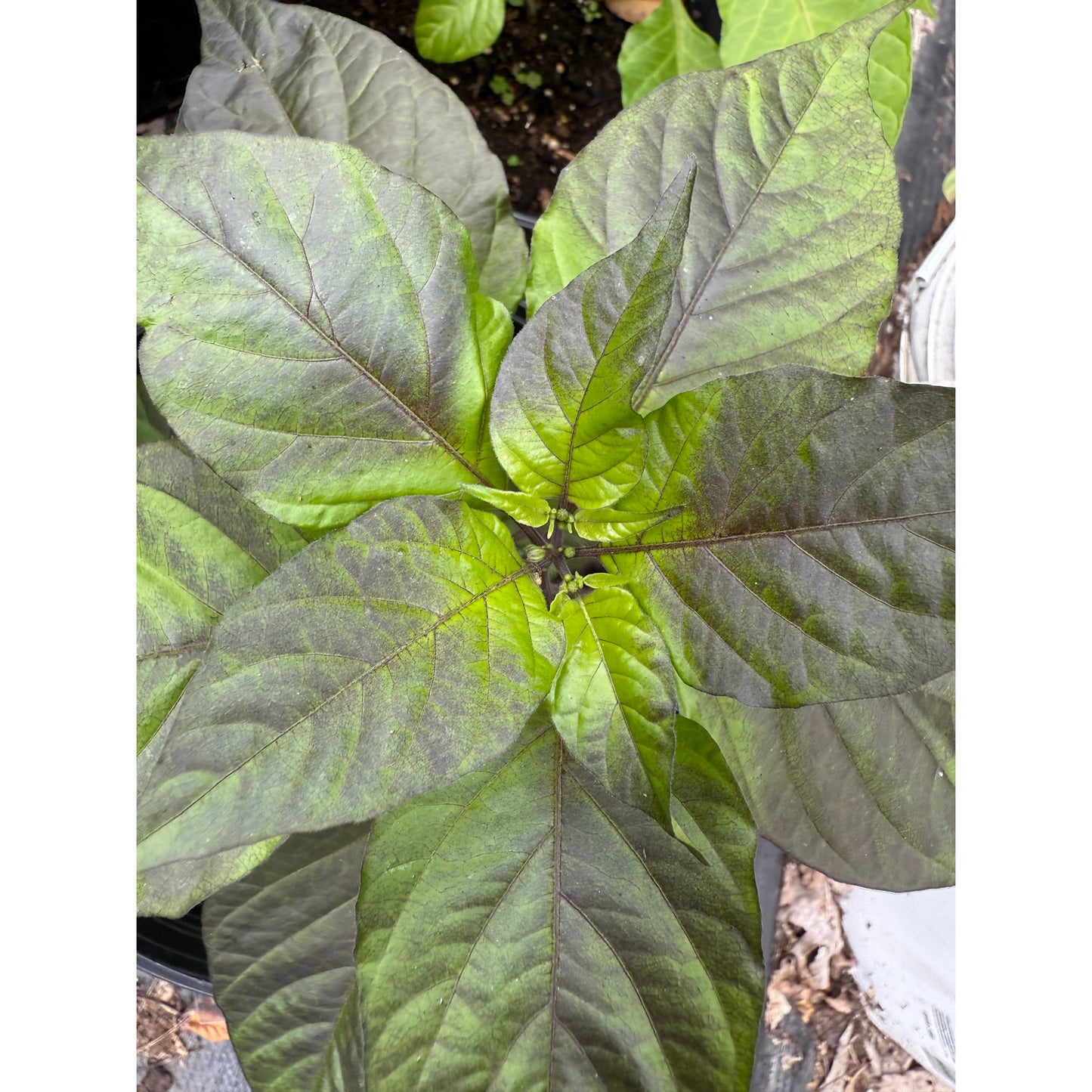 Chocolate Tiger - Hot Pepper Seeds