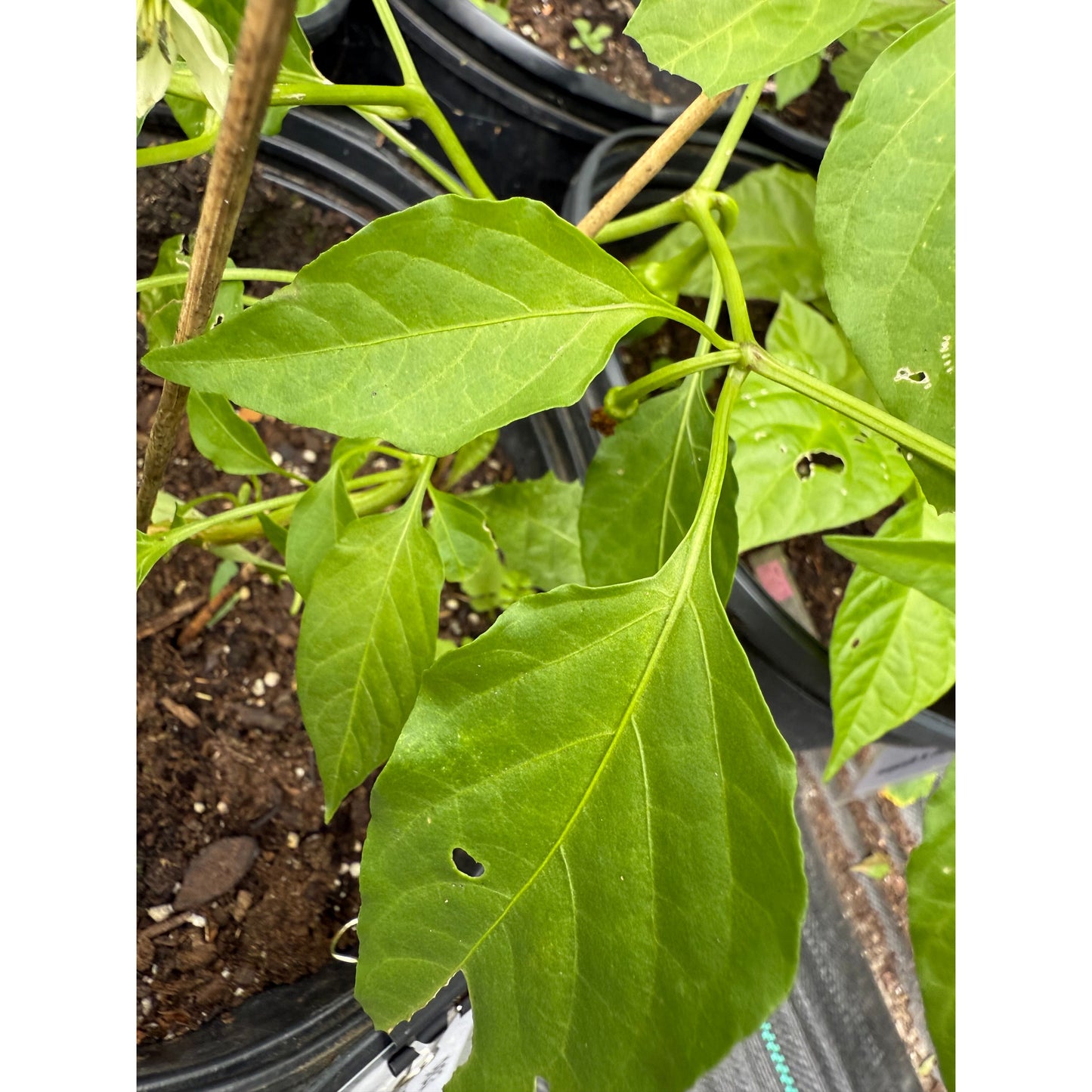 Graines de piment fort Choco Loco