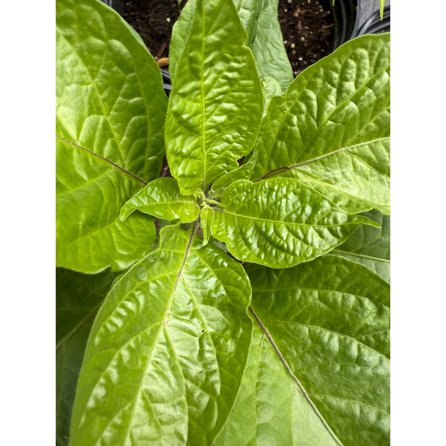 Coffee Hot Pepper Seeds