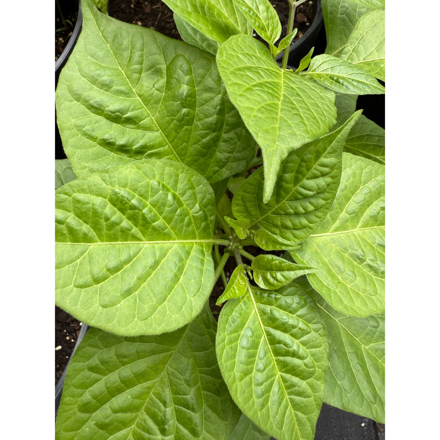 Coyote Teeth - Hot Pepper Seeds