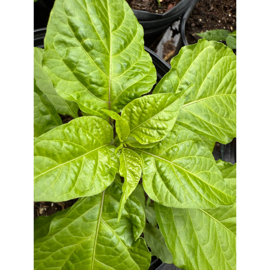 Creamo (BOC x Primo) Yellow Hot Pepper Seeds