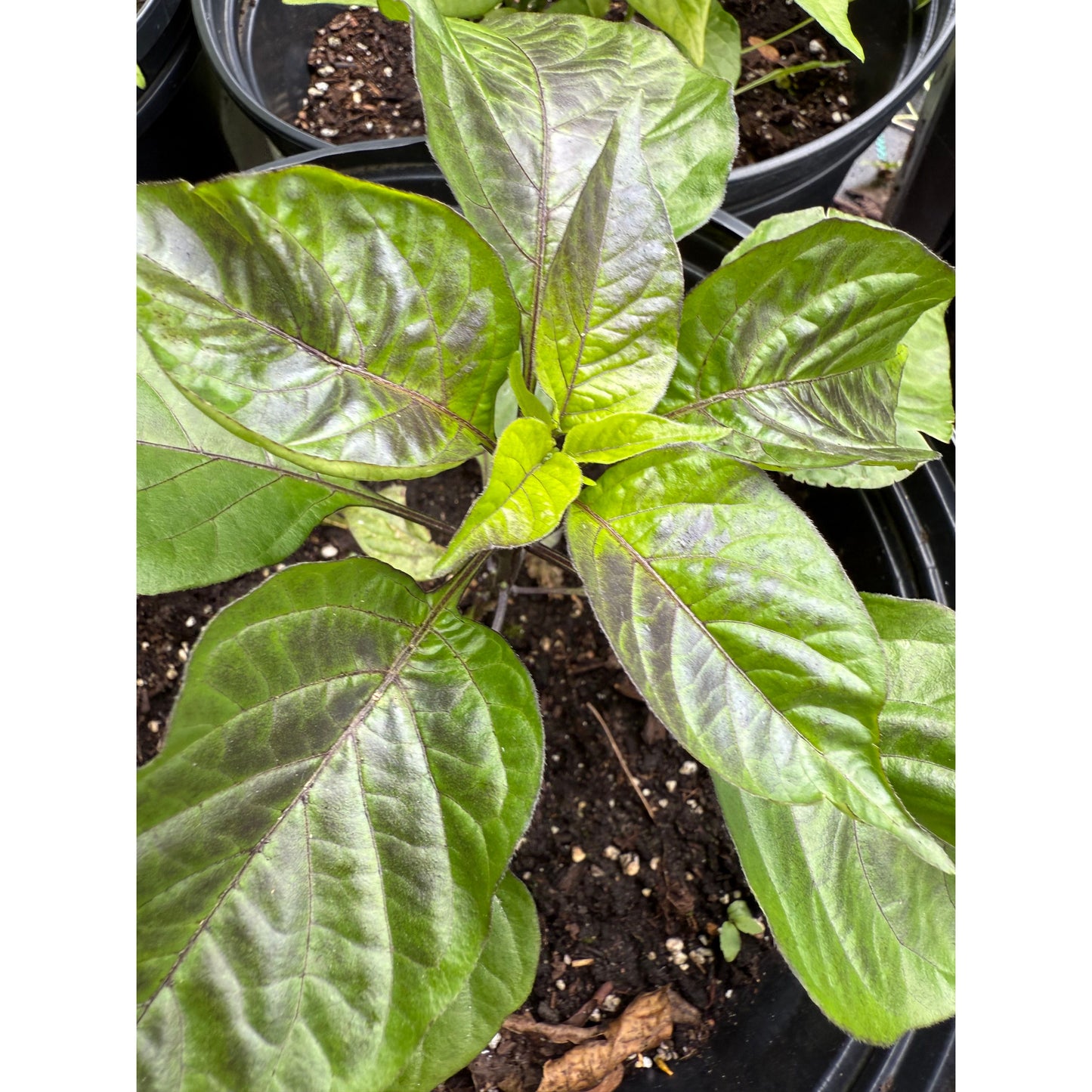 Dark Treasure - Hot Pepper Seeds