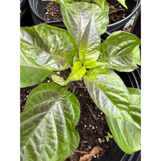 Dark Treasure - Hot Pepper Seeds