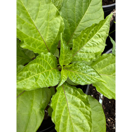 Darth Maul - Hot Pepper Seeds
