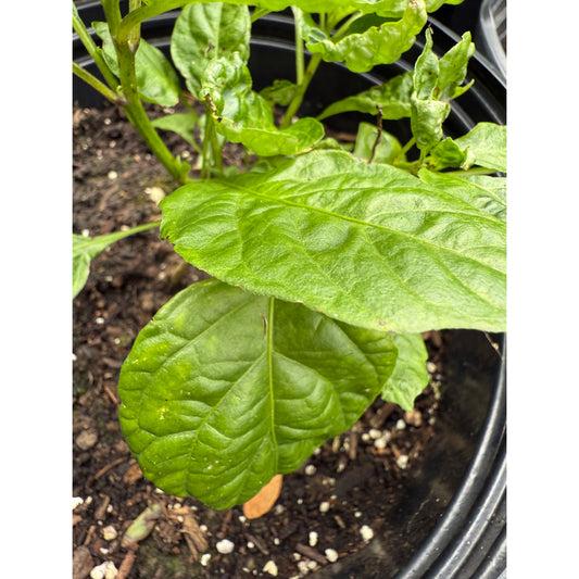 Datil - Red Hot Pepper Seeds