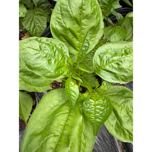 Dedo De Moca - Red Hot Pepper Seeds