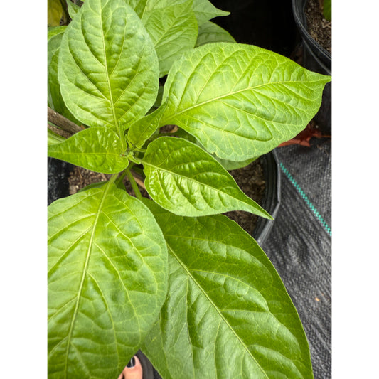 Cerveau du diable - Graines de piment rouge fort
