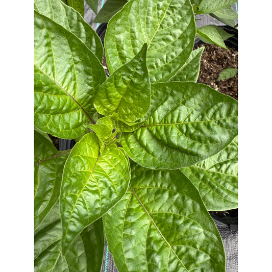 Langue du diable - Graines de piment rouge fort