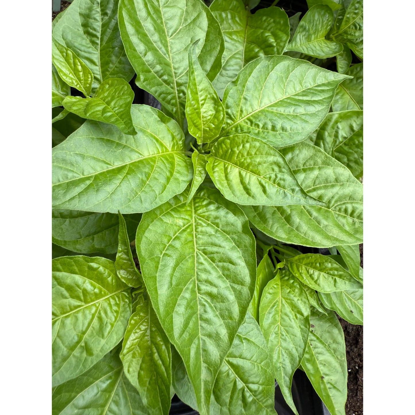 Devil's Tongue - Yellow - Hot Pepper Seeds