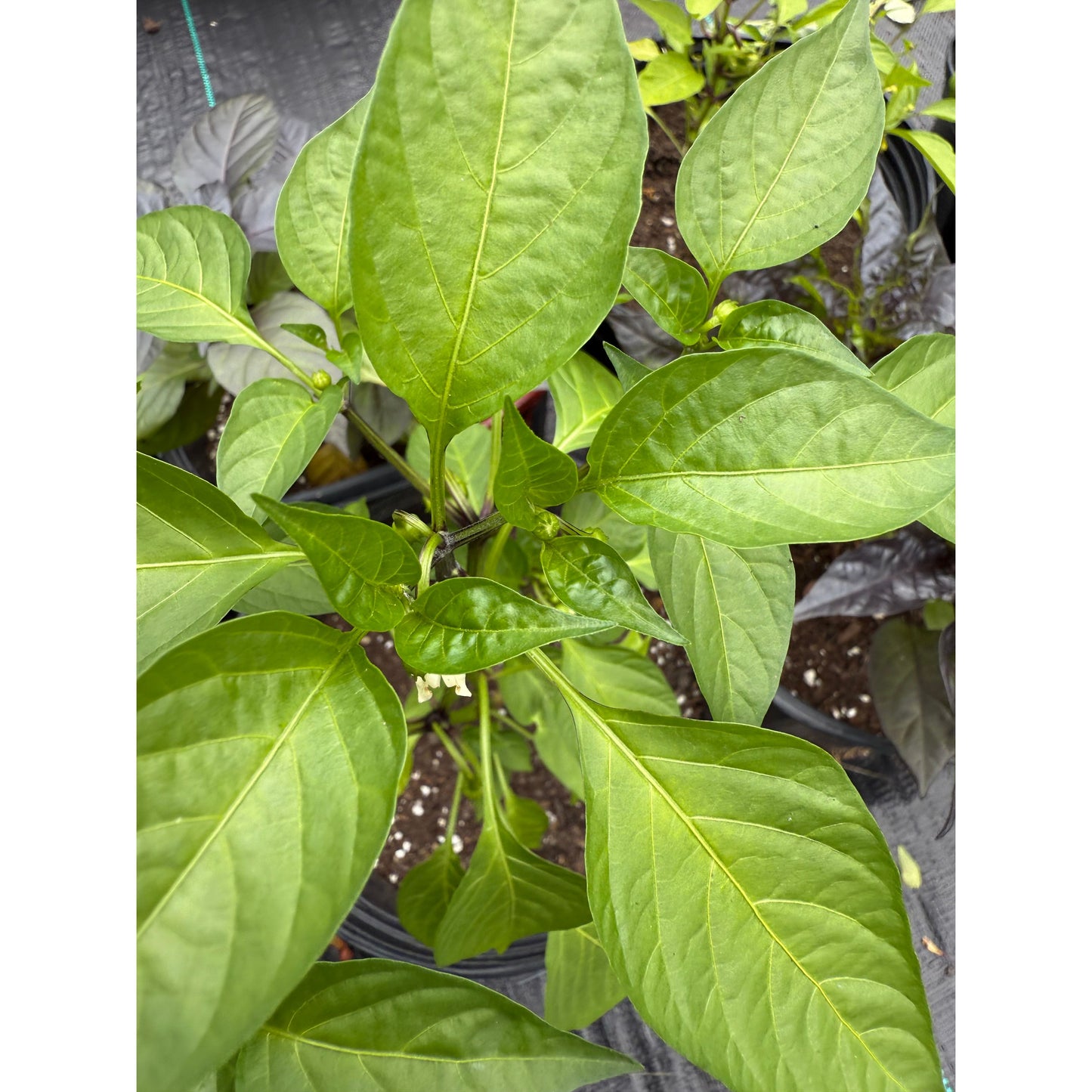 Dragon's Toe Hot Pepper Seeds