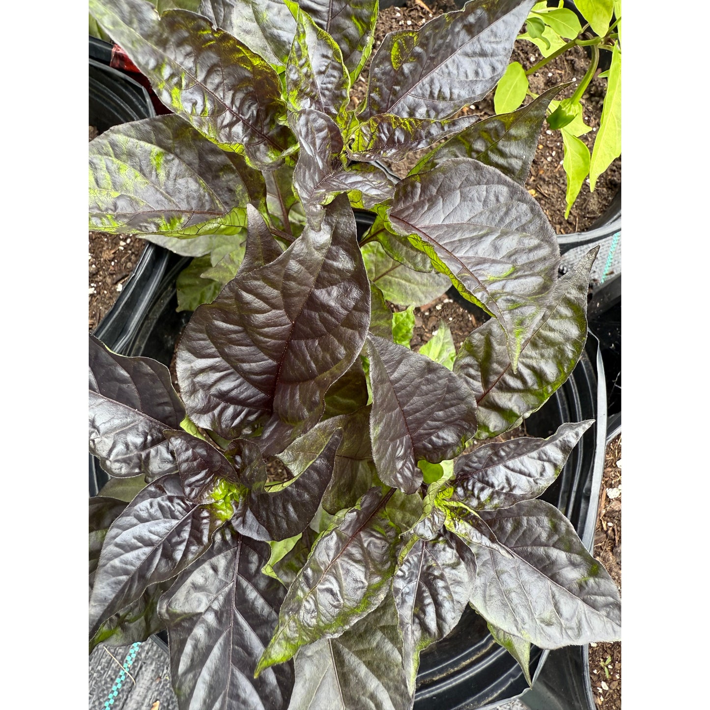 Dueling Horizon Hot Pepper Seeds